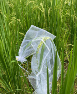 saco organza