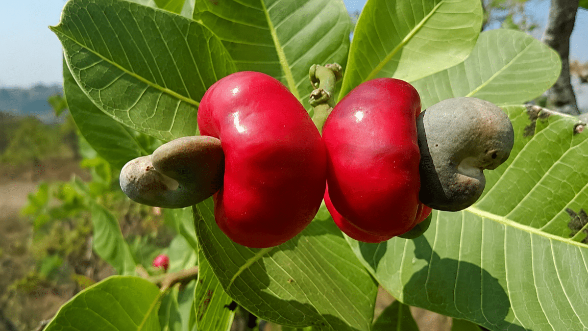 В Гоясе изучают потенциал дикого кайу для производства вин и увеличения доходов фермеров