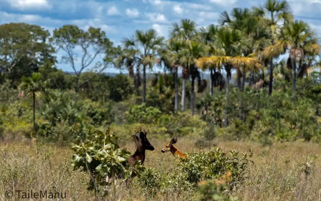Cervo-do-pantanal com pelagem escura no Pantanal