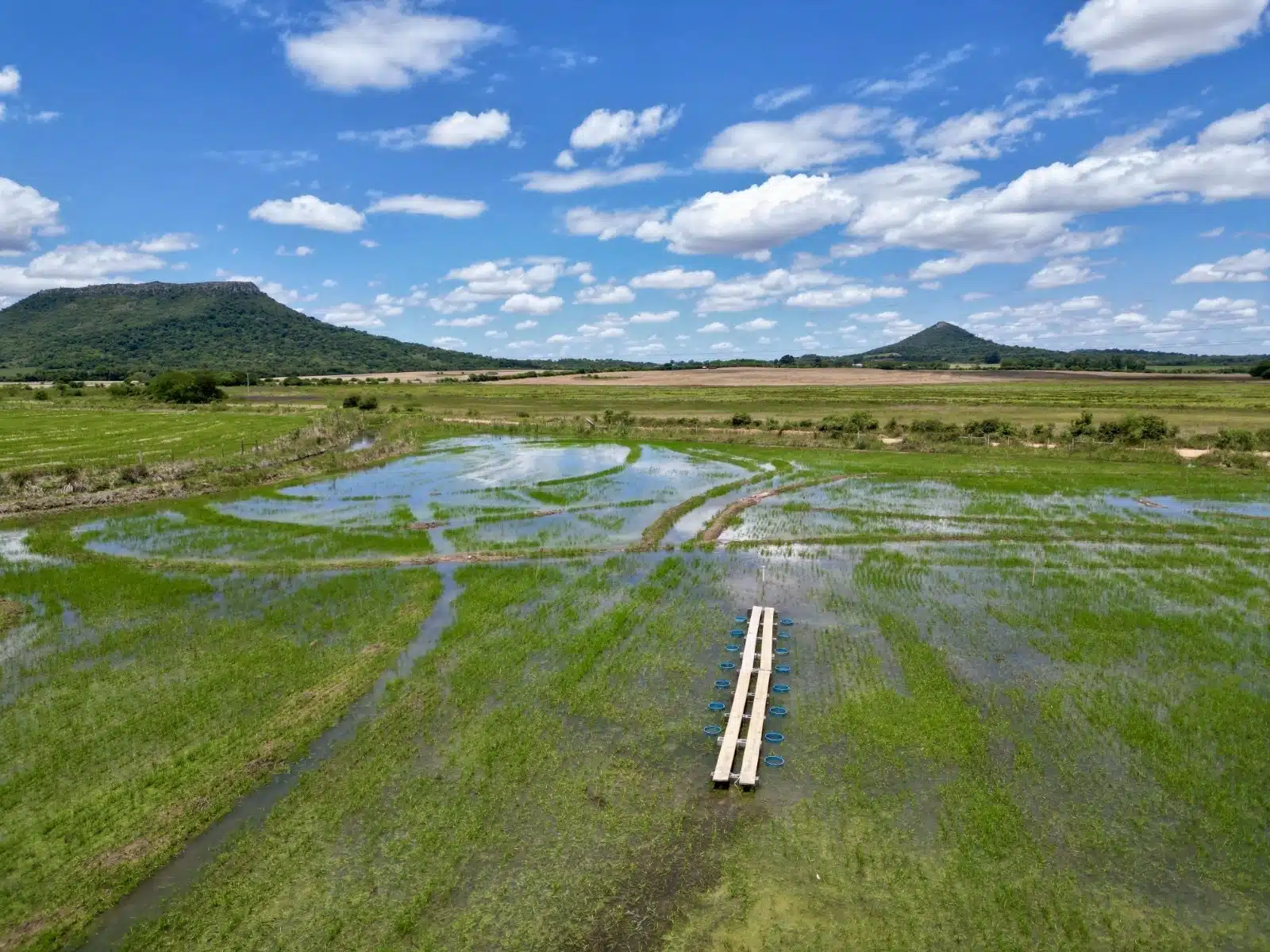 Projeto do Google e Terradot para remoção de carbono em lavouras brasileiras