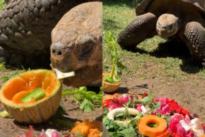 Tartaruga-gigante-de-Galápagos comemora 60 anos com banquete de realeza