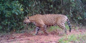 Onça-pintada Theodoro retorna à mata por abertura no alambrado do Parque Estadual Morro do Diabo.