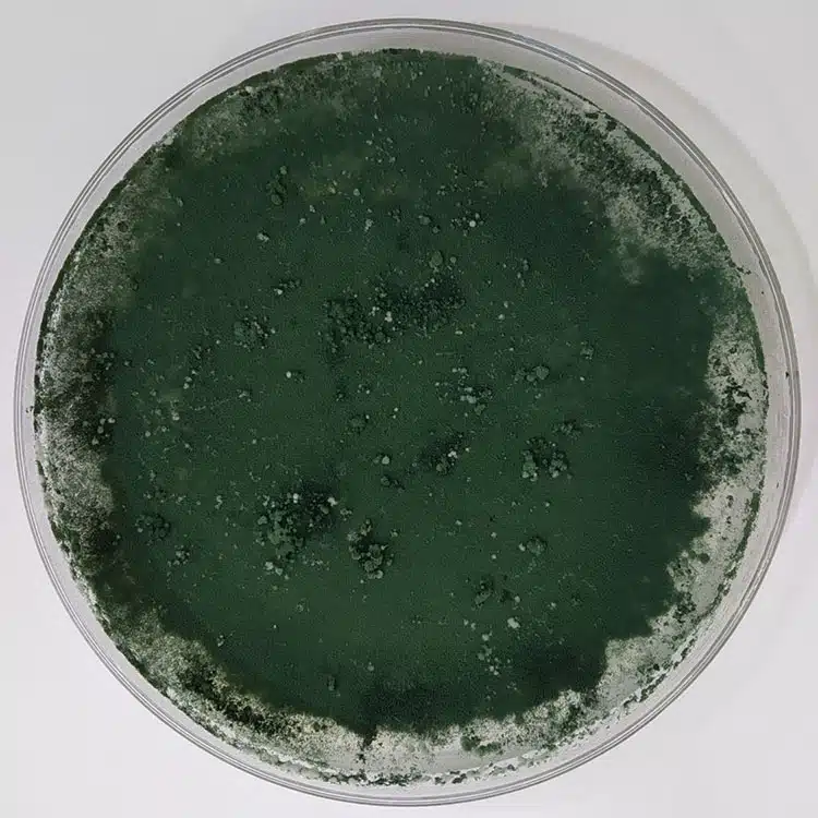 Fungo Trichoderma