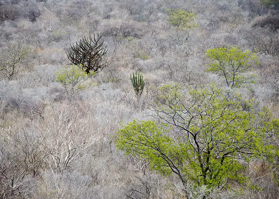 caatinga