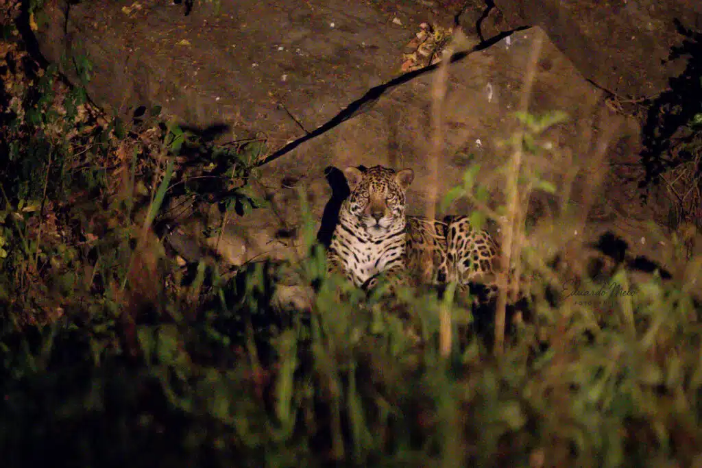 Registro científico de uma onça encarando uma câmera no Pantanal.