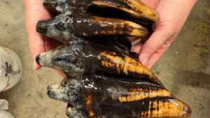 Dente fossilizado de mastodonte encontrado no leito de um córrego na Califórnia