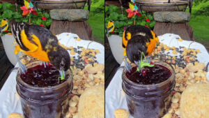 Passarinho “tempera” grilo com geleia e cena diverte