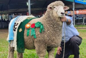 Corriedale é vendido por R$ 52 mil na Expointer 2026 e vira o ovino mais caro da feira