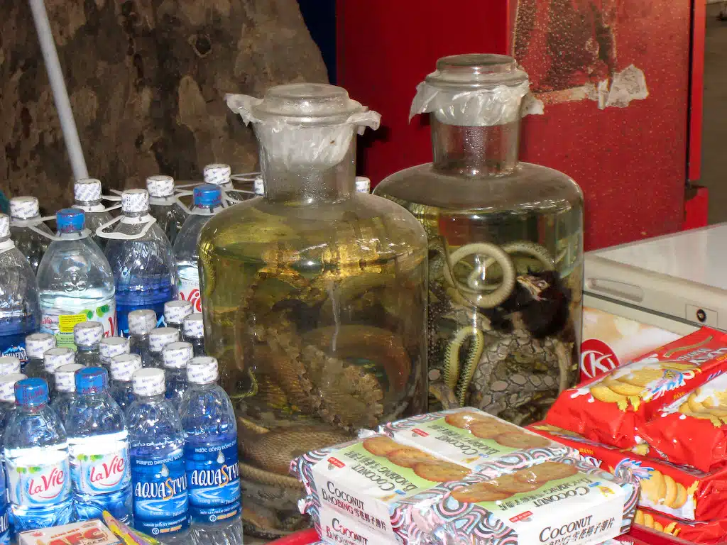 Two bottles with snake wine