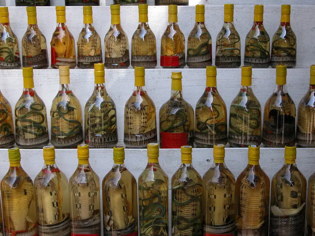 a lot of botles with snake wine