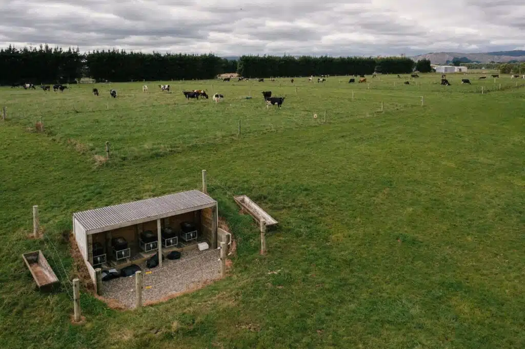 Rebanho de vacas leiteiras distribuído em área de pastagem usada em pesquisa agropecuária.