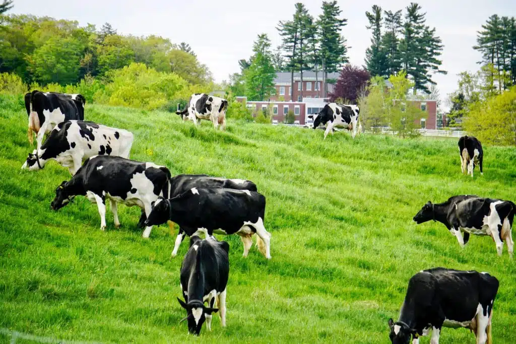 Vacas reais da Rainbow Valley Farm,