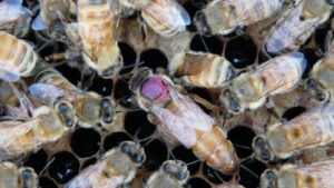 Abelha-rainha cercada por operárias em estudo sobre exposição a pesticidas
