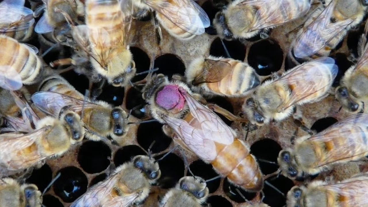 Abelha-rainha cercada por operárias em estudo sobre exposição a pesticidas