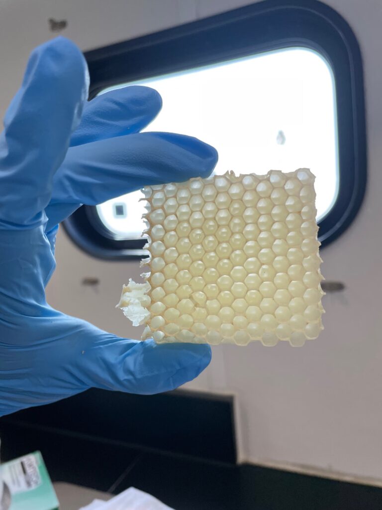 Nanocolônia com abelha-rainha e operárias usada em experimento da UC Davis