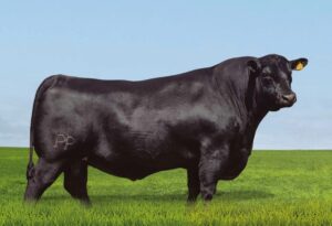 angus