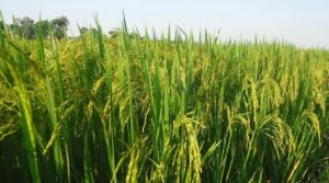Plantação de arroz usada em estudo sobre linhagens resistentes à seca e maior produtividade