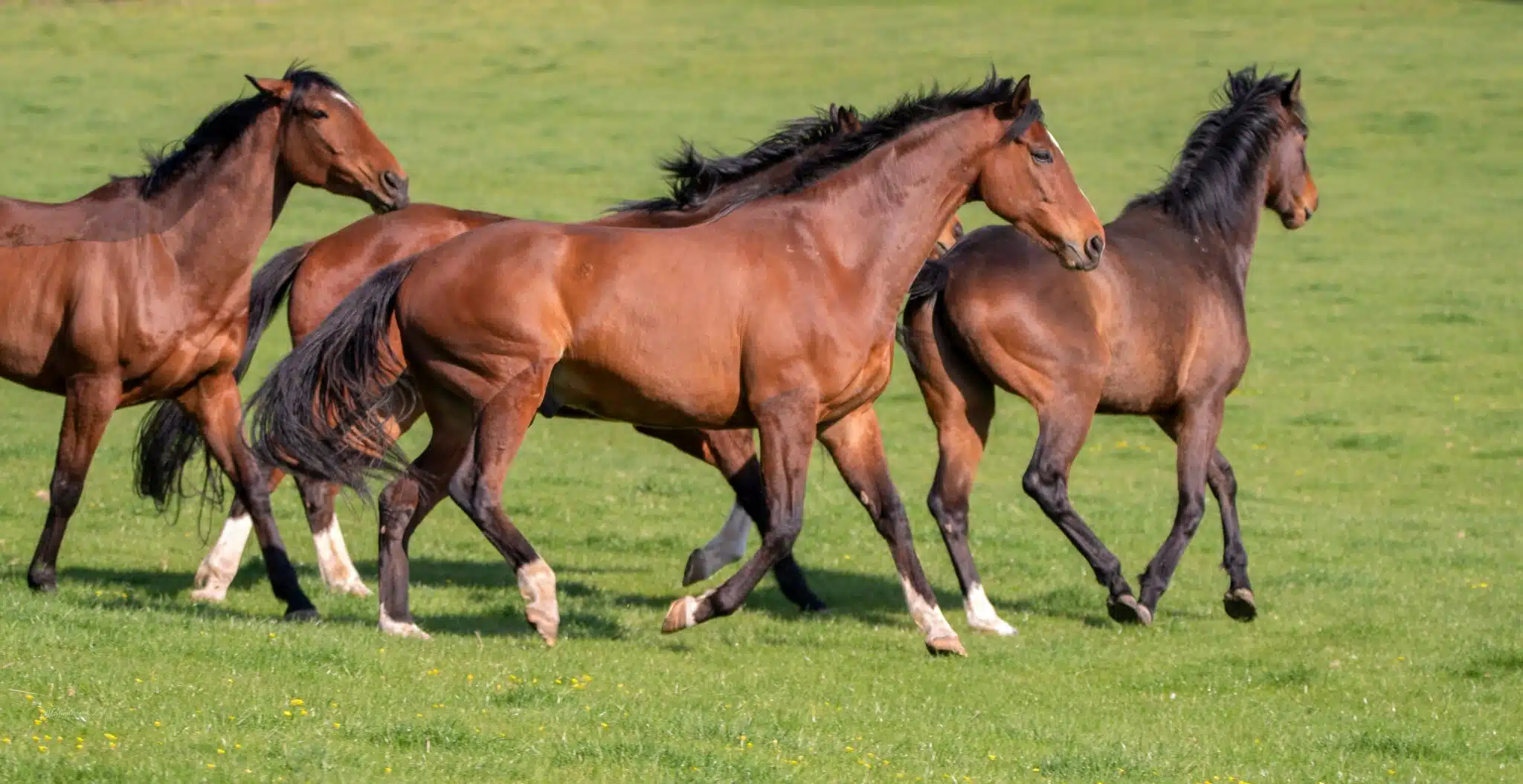 cavalos