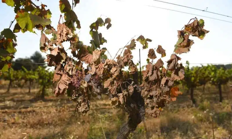 Videira com folhas secas após período de calor intenso na França