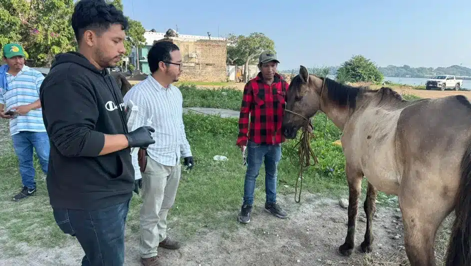 Cavalos recuperados