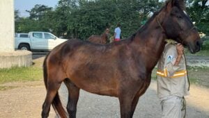 Agentes buscam cavalos de trabalho para protegê-los da bicheira em Tamaulipas