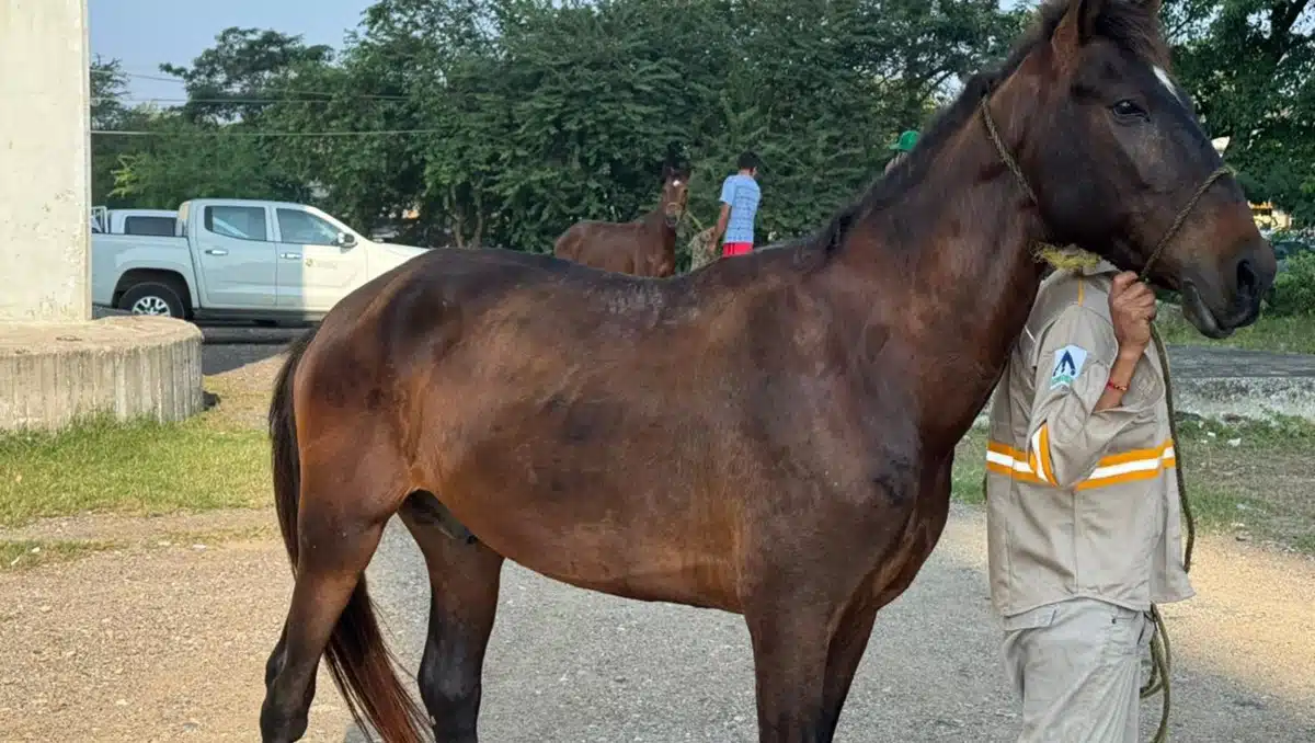 Agentes buscam cavalos de trabalho para protegê-los da bicheira em Tamaulipas