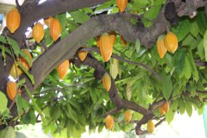 Frutos de cacau brasileiro em diferentes estágios de maturação no cacaueiro