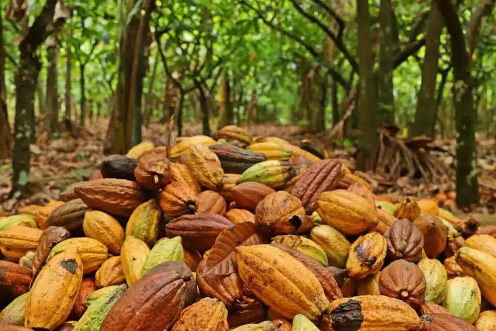 Frutos de cacau brasileiro colhidos em área de produção rural