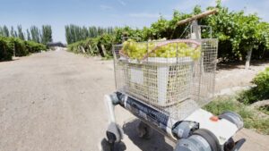 Cão-robô Lynx M20S transporta caixa de uvas em vinhedo de Turpan, na China