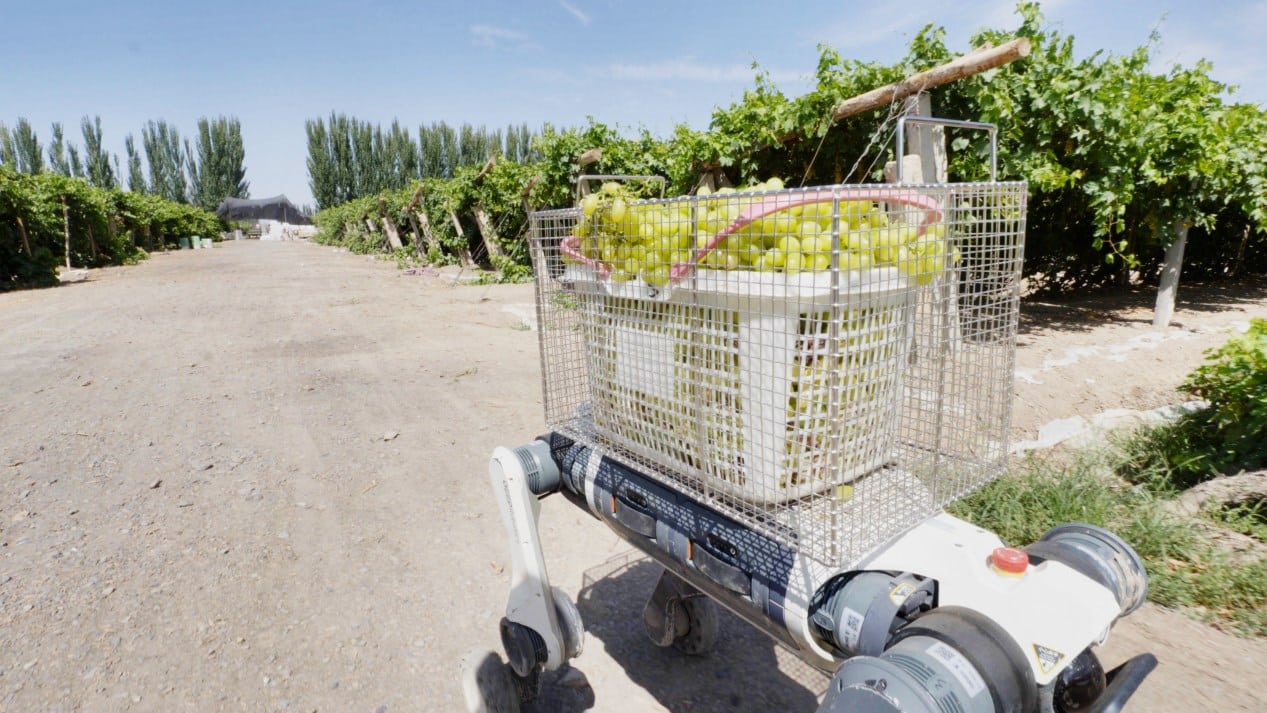 C%C3%A3es-rob%C3%B4s%20entram%20na%20colheita%20de%20uvas%20sob%20calor%20de%2050%C2%B0C