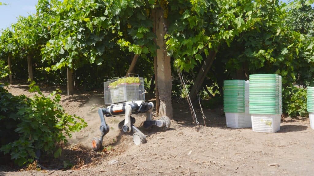 Cão-robô transporta caixa de uvas em vinhedo de Turpan, na China