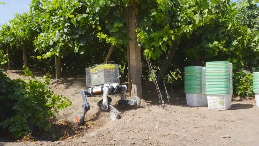 Cão-robô transporta caixa de uvas em vinhedo de Turpan, na China