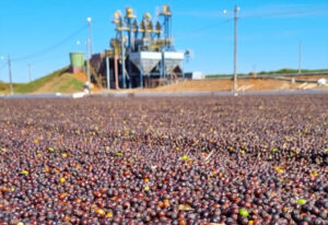 Café em processo de secagem no terreiro no Cerrado Mineiro