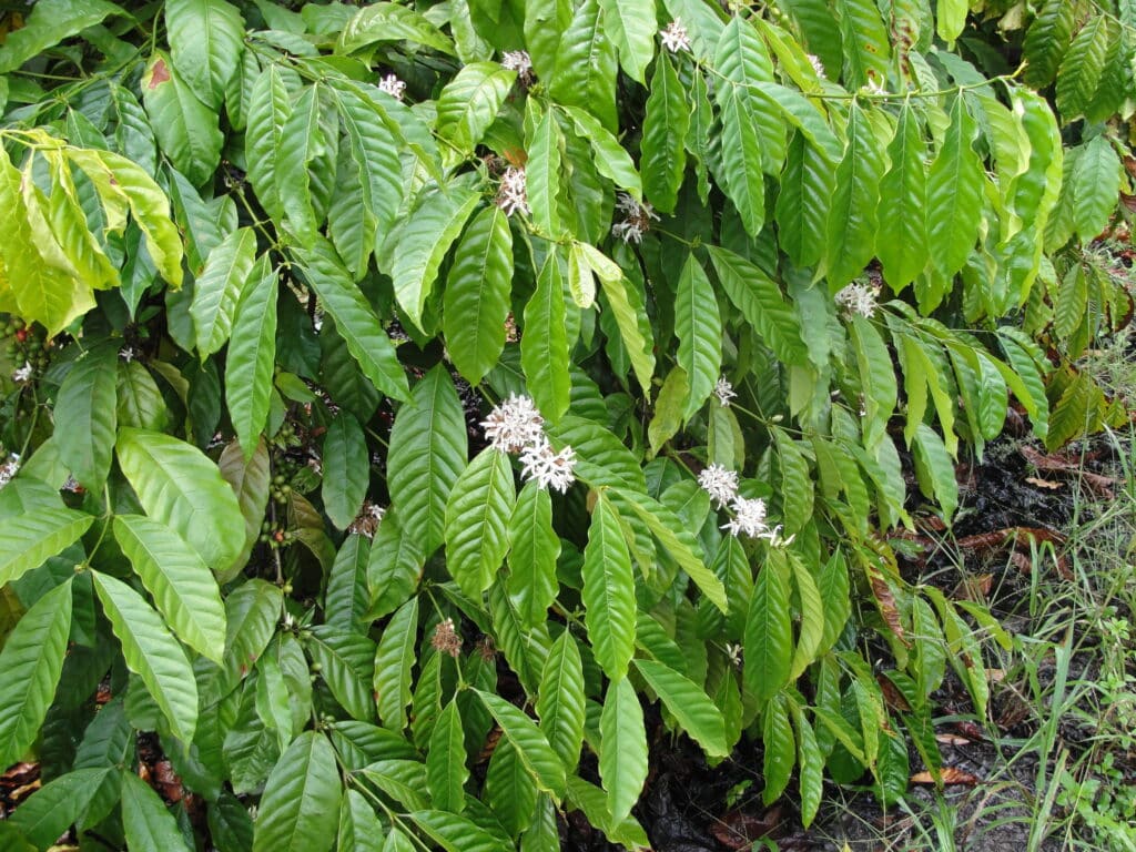 Cafeeiro conilon em flor; variedade amplia participação nas exportações brasileiras