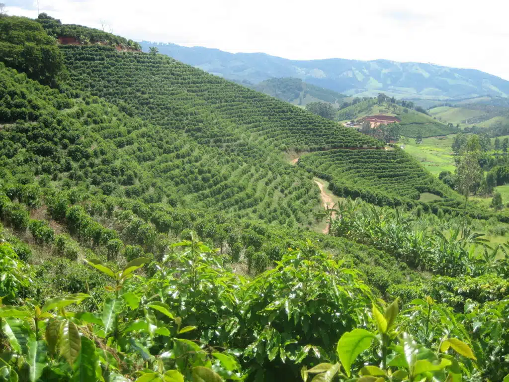 Cafezal brasileiro em região de montanha; país bate recorde de exportação de café em agosto