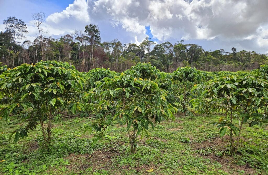 Lavoura de café robusta no Brasil; exportações da variedade avançam em 2026