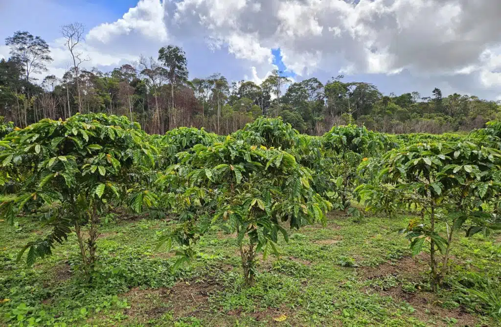 Lavoura de café robusta no Brasil; exportações da variedade avançam em 2026