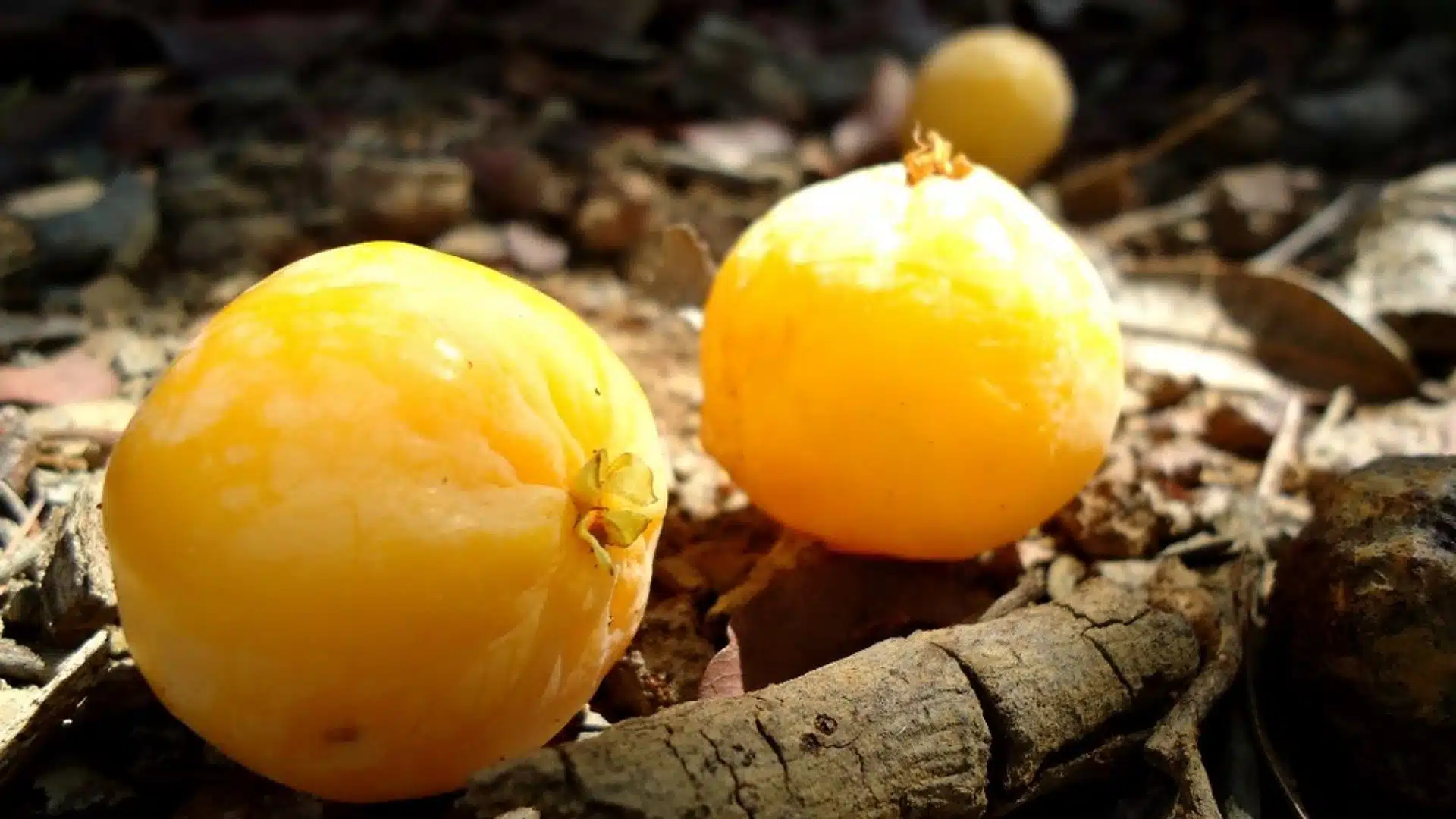 Cagaita: sabor entre goiaba e limão esconde compostos bioativos valiosos