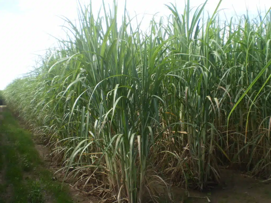 Canavial brasileiro após chuvas que atrasaram a colheita e a moagem de cana