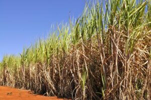Tecnologia de agricultura digital monitora lavouras com satélites, sensores e inteligência artificial