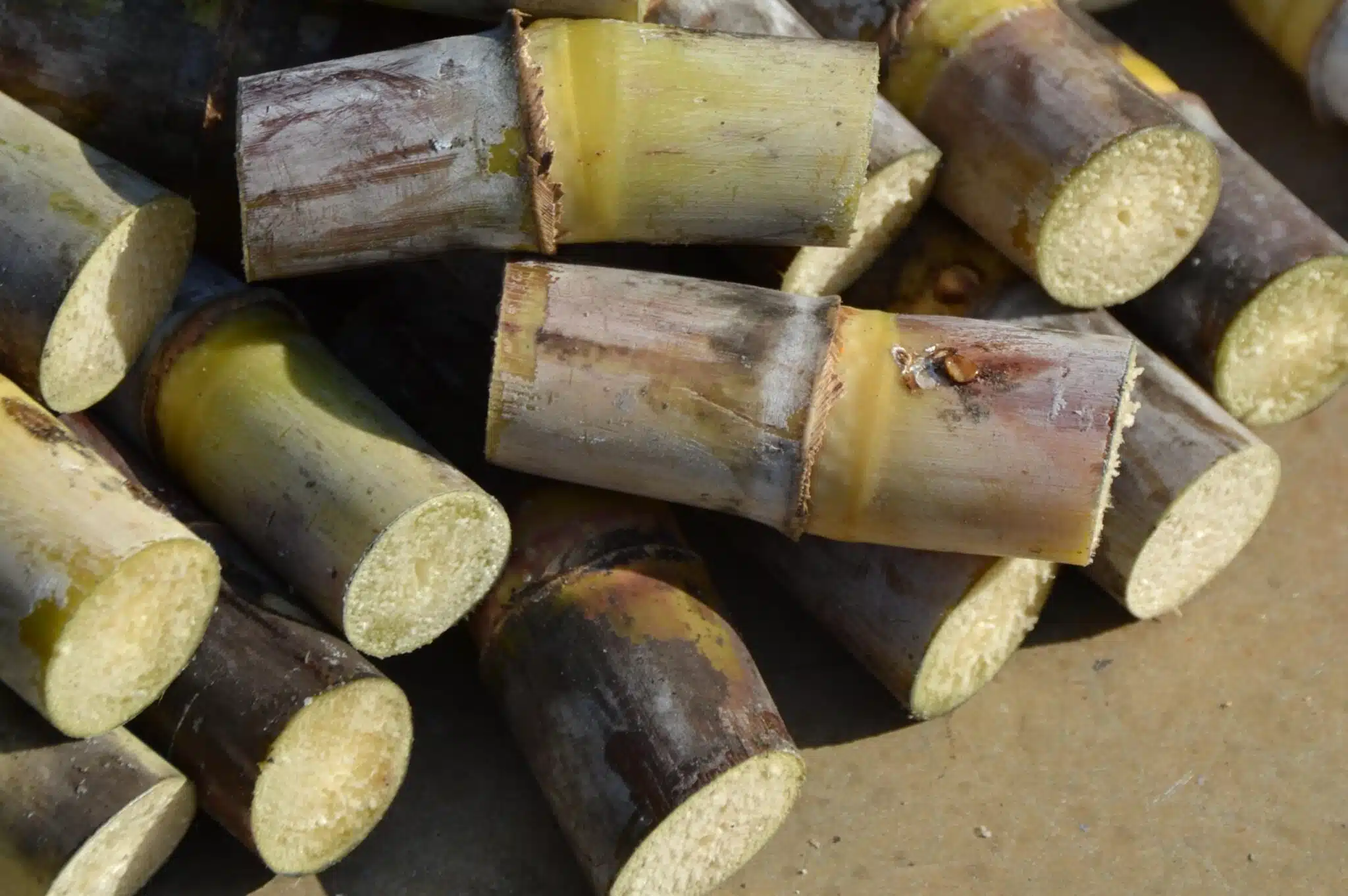 Cana-de-açúcar destinada à produção de etanol e açúcar em usina brasileira