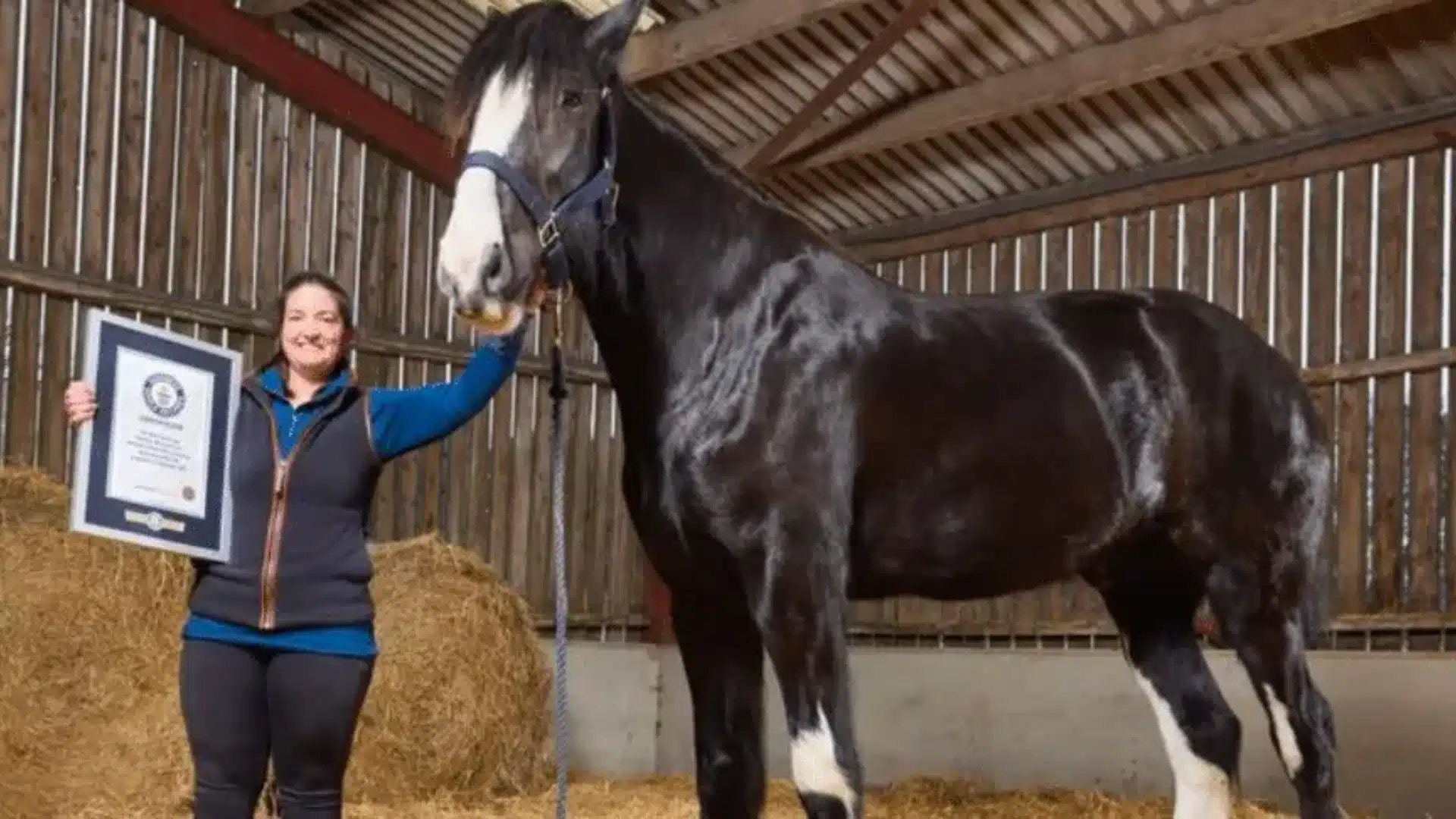 Cavalo%20de%20quase%202%20m%20tem%20t%C3%ADtulo%20de%20mais%20alto%20vivo%20do%20mundo