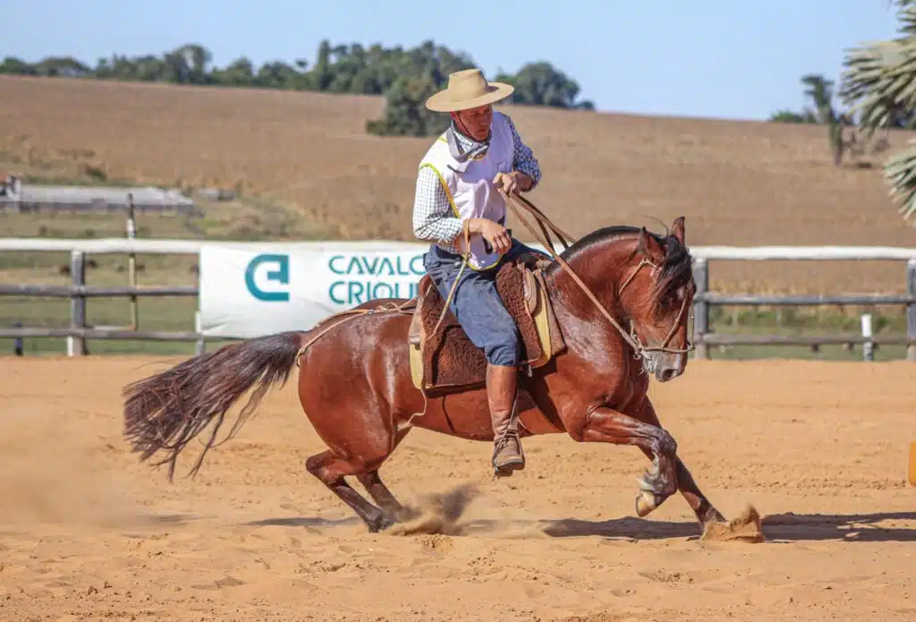 Cavalo Crioulo durante prova com ginete em pista de areia