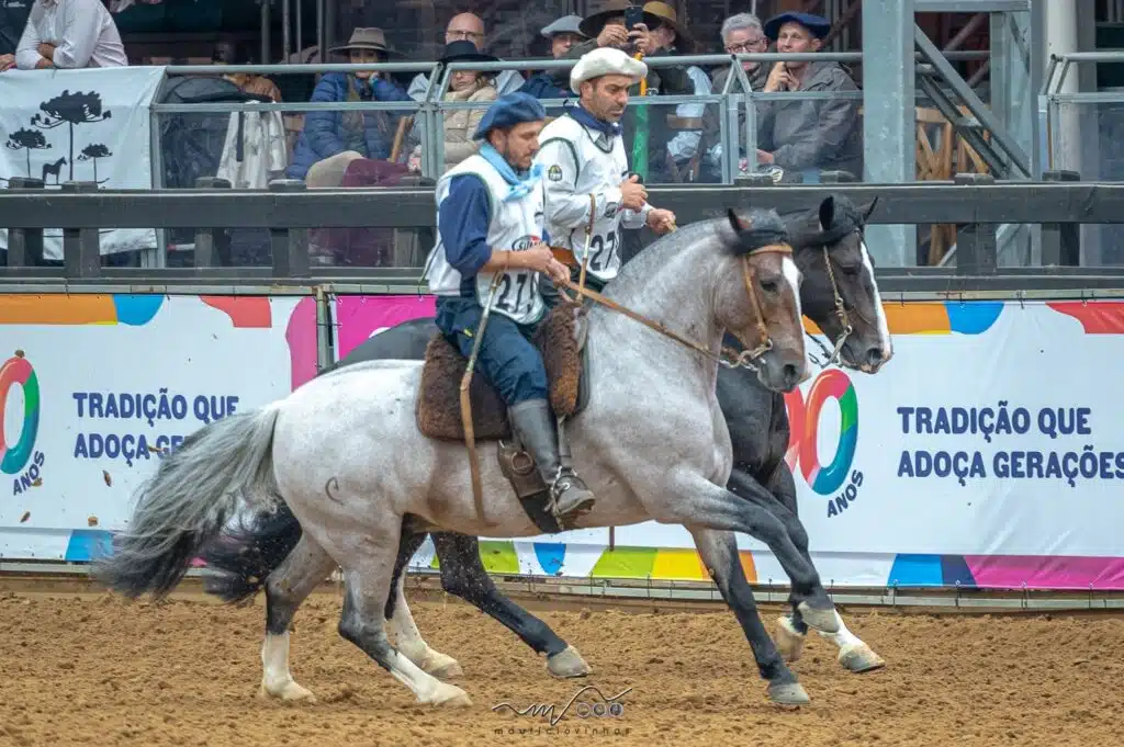 Cavalo Crioulo durante prova em exposição da raça