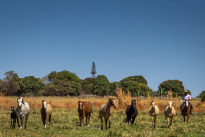 Cavalos correndo juntos no campo