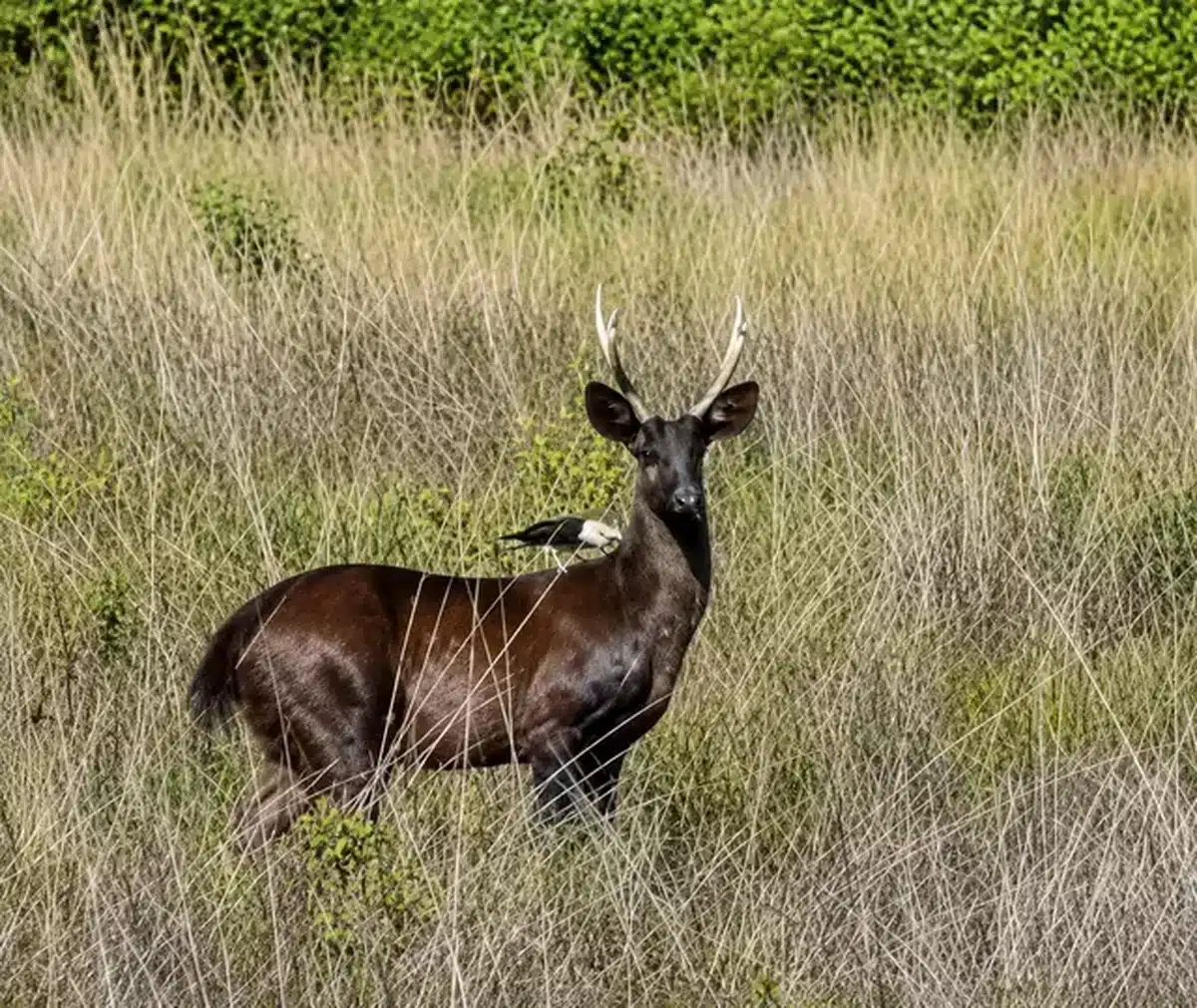 Cervo-do-pantanal com pelagem preta causada por melanismo