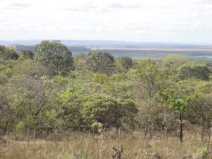 cerrado