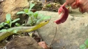 Cobra se aproxima de homem e pega pedaço de peixe em propriedade rural de Joinville, Santa Catarina