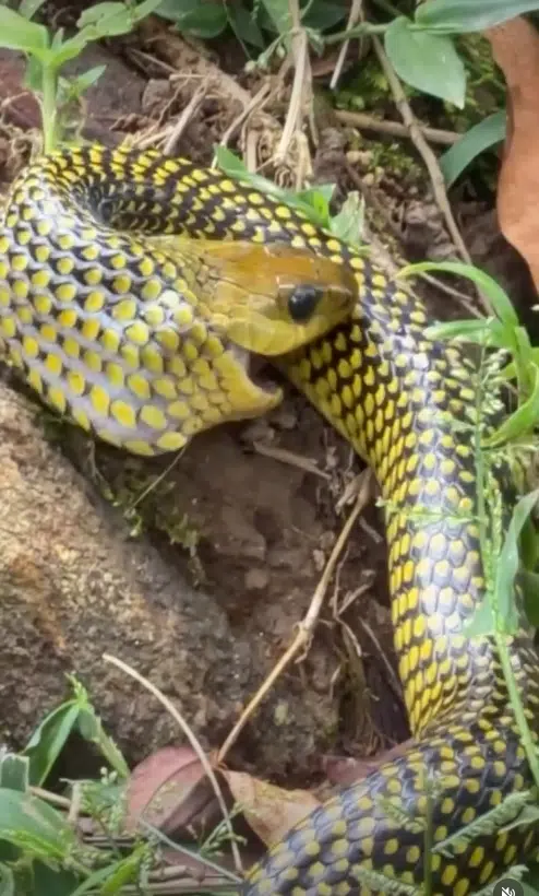 Cobra se aproxima de homem e pega pedaço de peixe em propriedade rural de Joinville, Santa Catarina.