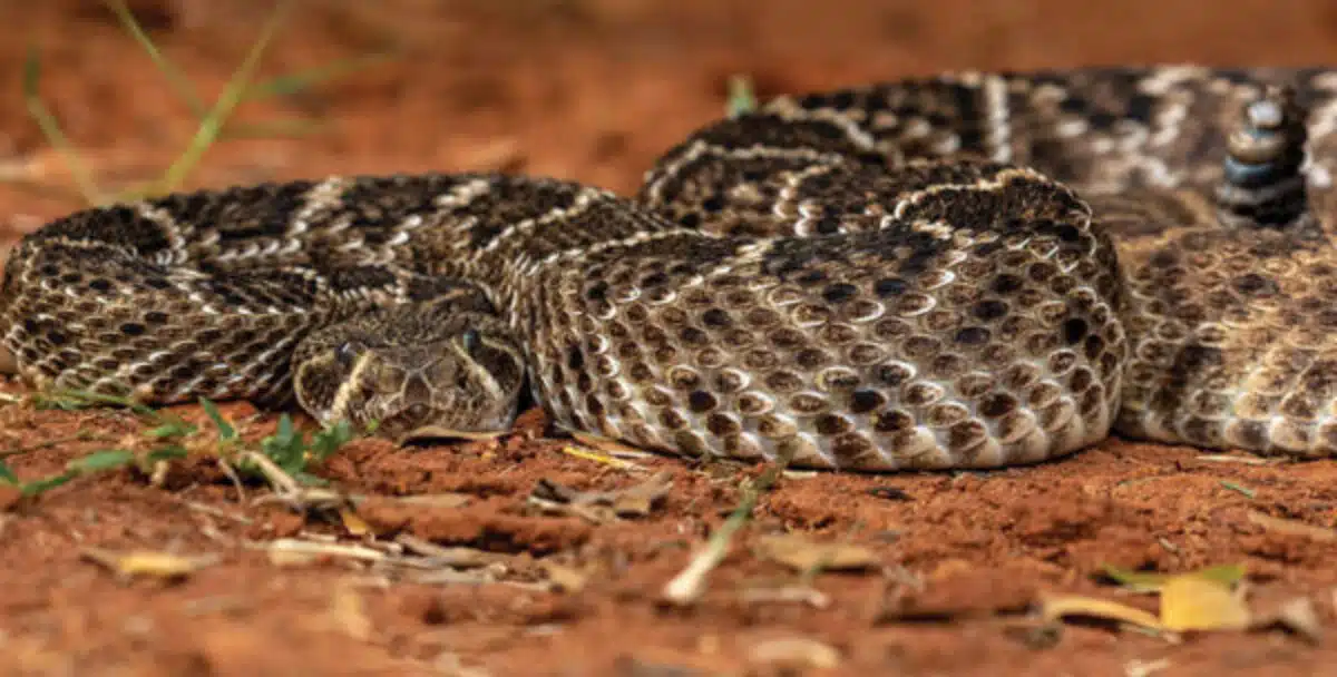 El%20Ni%C3%B1o%20pode%20aumentar%20presen%C3%A7a%20de%20serpentes%20em%20%C3%A1reas%20rurais